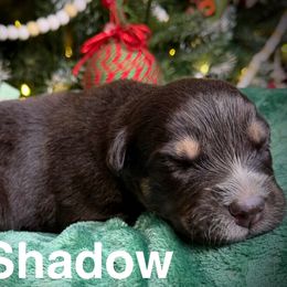 Shadow - Black tri-color male Australian Shepherd puppy in Shepherdsville, Kentucky from Annie's Aussies