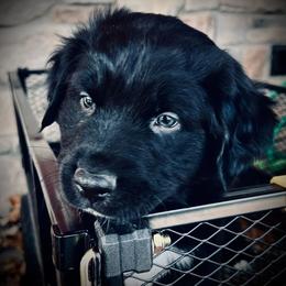 Dasher - Black & white male Australian Shepherd puppy in Greencastle, Pennsylvania from Eileensaussies