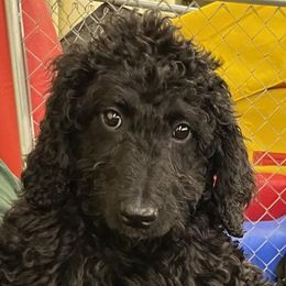 Keto - Black Australian Labradoodle puppy in Upper Marlboro, Maryland from Oodles of Doodles