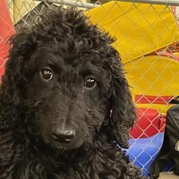 Keto - Black Australian Labradoodle puppy in Upper Marlboro, Maryland from Oodles of Doodles