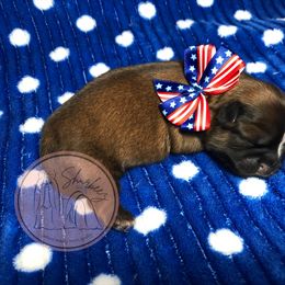 Shih Tzu Puppies from Shurbeez Shih Tzu