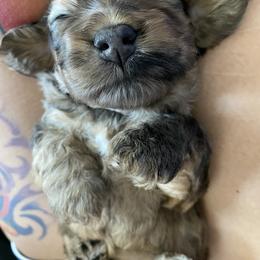 Cockapoo and Goldendoodle Puppies from Capital Doodles