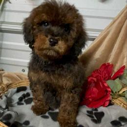 AKC Dexter - Cafe au lait male Poodle puppy in Elgin, South Carolina from Silver Bells Paw Prints