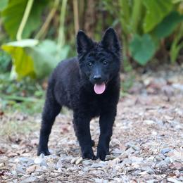 Gratz - Black female Mudi puppy in Gatlinburg, Tennessee from Greenbrier
