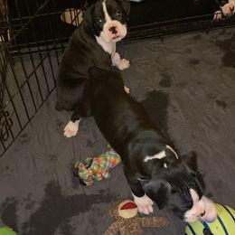 Boxer All Grown Up from Cote's Boxers