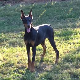Valley - Black and rust female Doberman Pinscher puppy in Dallas, Georgia from Jeti Dobermans