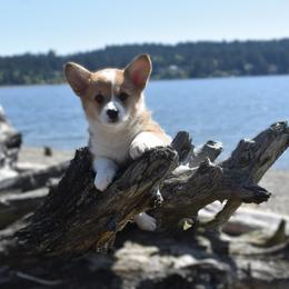 Miss Pink - Red female Pembroke Welsh Corgi puppy in Gig Harbor, Washington from Pacific Northwest Pembroke Welsh Corgis