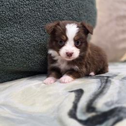 Aspen - Red tri female Toy Australian Shepherd puppy in Killen, Alabama from Wilkers Wholehearted Mini Aussies