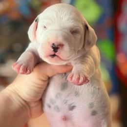 Female 1 - White and black female Dalmatian puppy in Lake Mathews, California from Bully Market