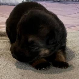 Girl 3-red - Black and tan female German Shepherd puppy in Sharon Grove, Kentucky from Julie’s Shepherds