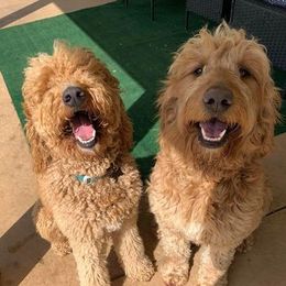 Aussiedoodles, Cavapoos, Goldendoodles, and Pugs from Ozark Mountain Doodles & Pugs