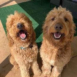 Aussiedoodles, Cavapoos, Goldendoodles, and Pugs from Ozark Mountain Doodles & Pugs