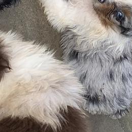 Australian Shepherd Puppies from Bunkhouse aussies