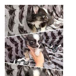 Salem - Black and tan male Chihuahua puppy in Williamsburg, Virginia from PAWSitive Cheeky Chihuahua LLC