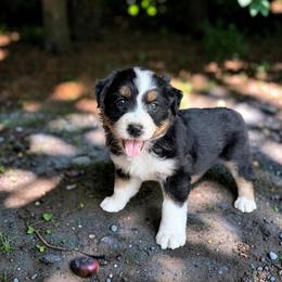 Juniper - Black tri-color female Australian Shepherd puppy in Statesville, North Carolina from Charming Australian Shepherds