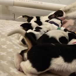 B3 - Black red and white male Basset Hound puppy in Greenleaf, Idaho from Happy Acre Bassets