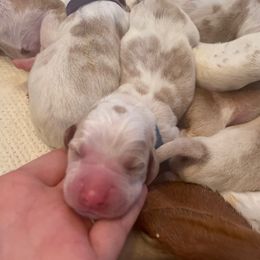 Blue collar - Lemon and white male Basset Hound puppy in Callao, Virginia from Walk The Line Basset Hounds