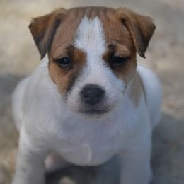 Jack Russell Terrier Puppies from Smokin Pistol Jack Russell Terriers