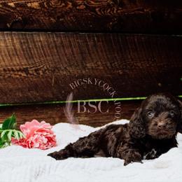 White girl - Brown and tan female Cockapoo puppy in Missoula, Montana from Big Sky Cockapoos