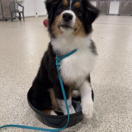 Australian Shepherd Puppies from Badlands Australian Shepherds