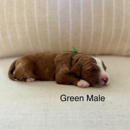 Green Male - Red  male Goldendoodle puppy in Springville, Utah from JW Doodles