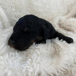 Lyra - Phantom female Bernedoodle puppy in Gilbert, Arizona from LittleLegacyDoodles
