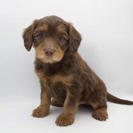 Blue - Phantom male Goldendoodle puppy in Medina, Ohio from Farmer Doodles