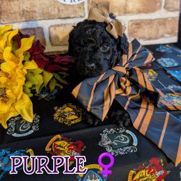 Purple Girl - Black female Shihpoo puppy in Rockledge, Florida from Stormie's Doodles