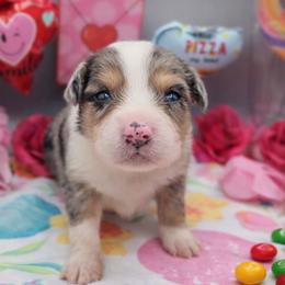 Jelly Belly - Blue merle female Australian Shepherd puppy in Riverside, California from Aus Cal (Aussies of soCal)
