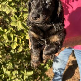 Hershey - Brindle female Dachshund puppy in Norco, California from Norco dachshunds