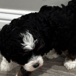 Bernedoodles from Syracuse Doodle Den