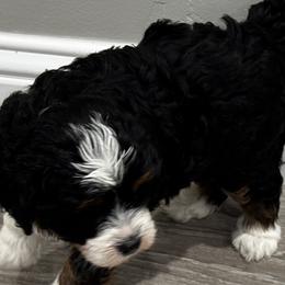 Bernedoodles from Syracuse Doodle Den