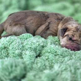 Ouiser - Merle female Great Dane puppy in Granby, Missouri from HCR Great Danes
