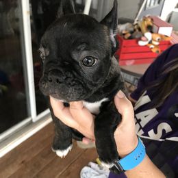 Boston Terrier, Bulldog, and French Bulldog Puppies from Tracy’s TLC Club