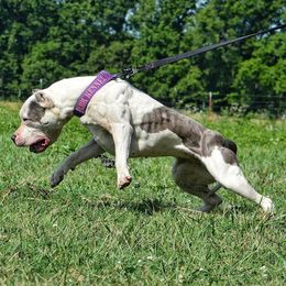 Gangsta - American Bully