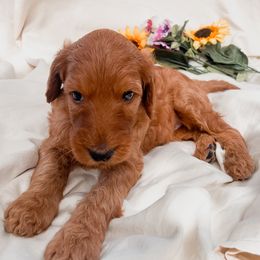 Irish Doodle Puppies from Foxrun Litters