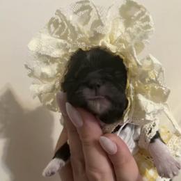 Shih Tzu Puppies from Kaselyn’s puppies