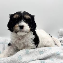 Daisy - Tri-color female Cavachon puppy in Awendaw, South Carolina from LierChonPoo