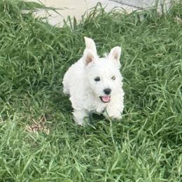 West Highland White Terrier Puppies from S&S Westies
