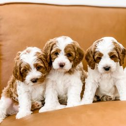 Cavapoos, Goldendoodles, and Poodles from Pawsitively Perfect Pup Co.