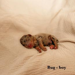 Bug - Merle male Goldendoodle puppy in Yukon, Oklahoma from Bows and Ties Doodles, LLC