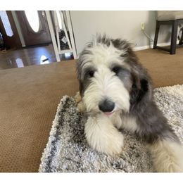 Charlie - Old English Sheepdog