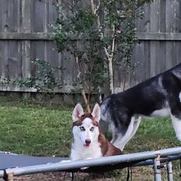 Siberian Husky Puppies from Huffman's Husky House