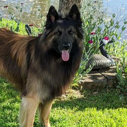 Belgian Tervuren from Her Wild K9s