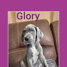 Girl 4 - Great Dane puppy in Gonzales, Louisiana from Anstatt House Of Danes