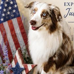 Bentlee - Miniature Australian Shepherd