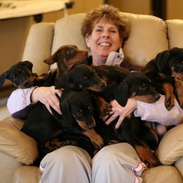 Doberman Pinscher Puppies from Laurel Vail