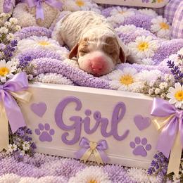 Purple collar - Parti female Goldendoodle puppy in Pawtucket, Rhode Island from Ds_minidoodles