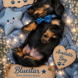 Rune - Black and cream male Dachshund puppy in Proctor, Montana from Blue Star Dachshunds