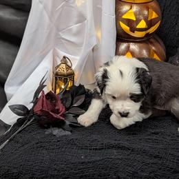 Clove - Black tri male Miniature Australian Shepherd puppy in Douglasville, Georgia from Laurie's Miniature Australian Shepherds